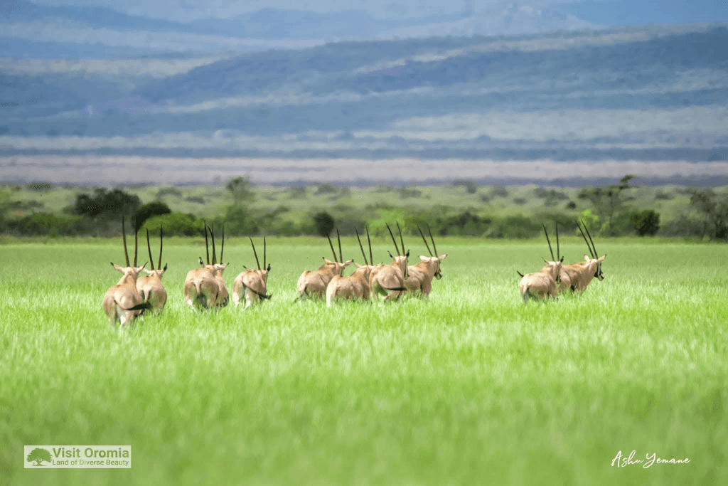 Oromia, Ethiopia
