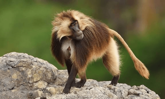 A gelada baboon on the Simien escarpment