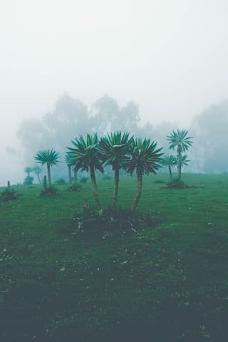 Palm trees in the highland fog